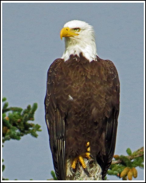 KakushdishEagleAug2018-IMG_0785_edited-1