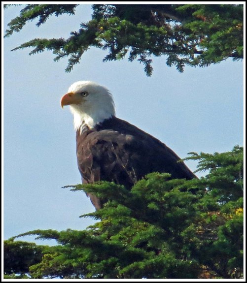 KakushdishEagleAug2018-IMG_0981_edited-1