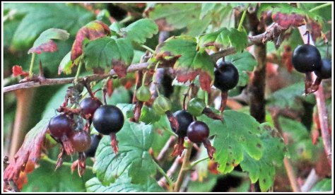 KakushdishGooseberriesAug2018-IMG_1044_edited-2