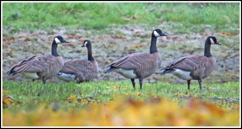KakushdishHonkersAug2018-IMG_0406_edited-1