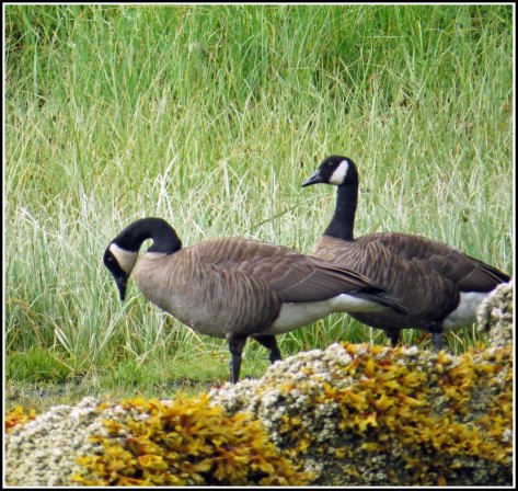 KakushdishHonkersAug2018-IMG_0878_edited-1