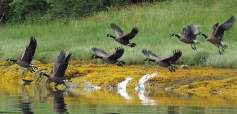 KakushdishHonkersAug2018-IMG_0879_edited-1