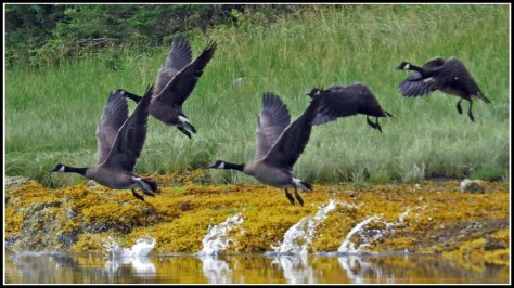 KakushdishHonkersAug2018-IMG_0881_edited-1