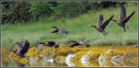 KakushdishHonkersAug2018-IMG_0882_edited-1