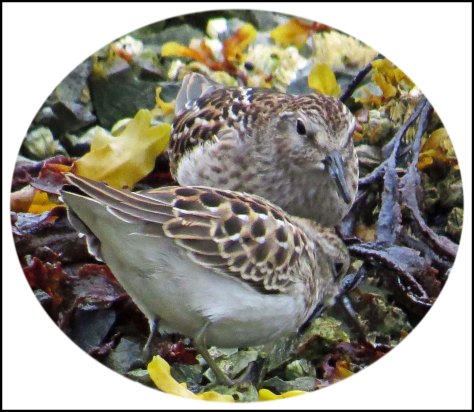 KakushdishLeastSandpiperAug2018-4 copy 2