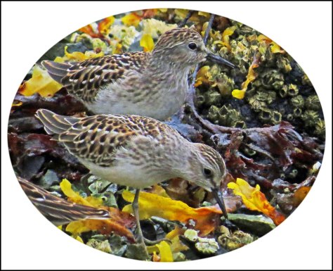 KakushdishLeastSandpiperAug2018-5