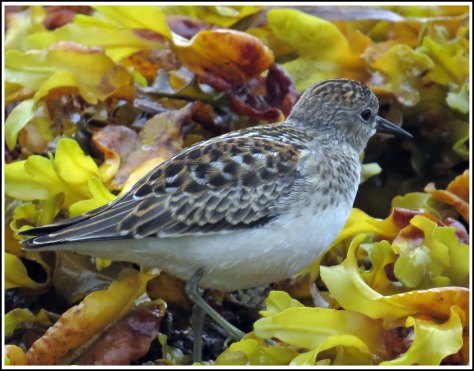 KakushdishLeastSandpiperAug2018-IMG_0367_edited-1