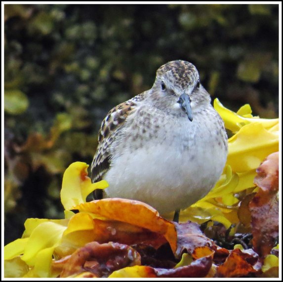 KakushdishLeastSandpiperAug2018IMG_0391_edited-1