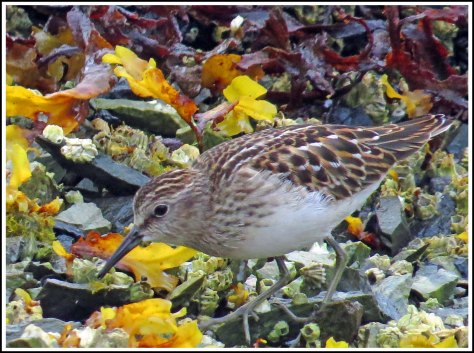 KakushdishLeastSandpiperJul2018-IMG_0394_edited-1