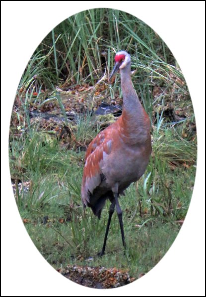 KakushdishSandhillAug2018-5