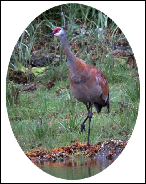 KakushdishSandhillAug2018-6