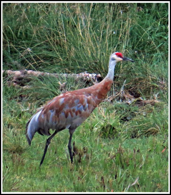 KakushdishSandhillAug2018-IMG_0652_edited-1