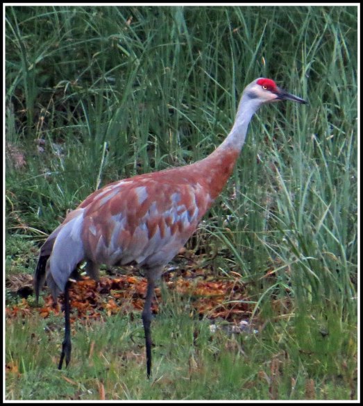 KakushdishSandhillAug2018-IMG_0661_edited-1