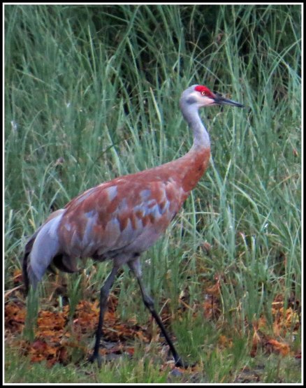 KakushdishSandhillAug2018-IMG_0663_edited-1