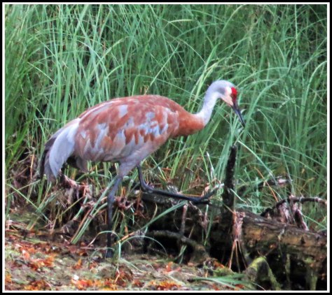 KakushdishSandhillAug2018-IMG_0689 (1)_edited-1