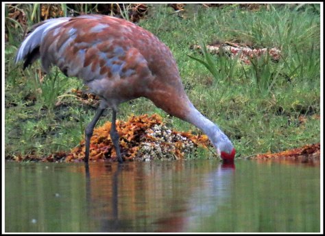 KakushdishSandhillAug2018-IMG_0715 (1)_edited-1