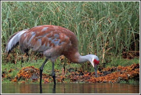 KakushdishSandhillAug2018IMG_0729_edited-1