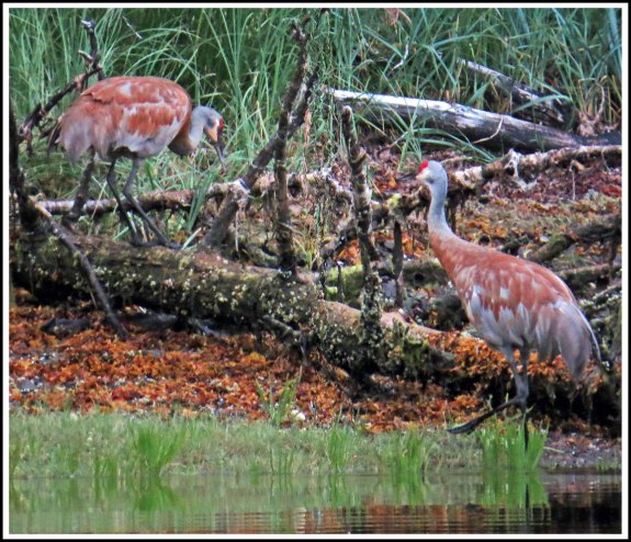 KakushdishSandhillsAug2018-IMG_0678_edited-1