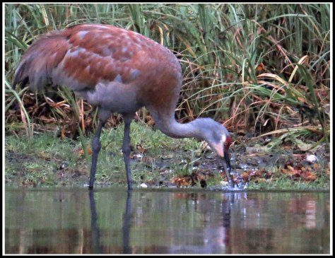 KakushdishSandhillsAug2018-IMG_0700_edited-1