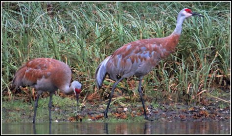 KakushdishSandhillsAug2018-IMG_0701_edited-1