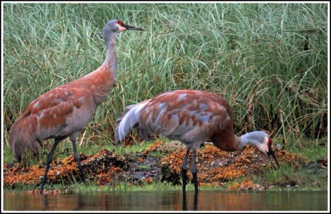 KakushdishSandhillsAug2018-IMG_0744 (1)_edited-1