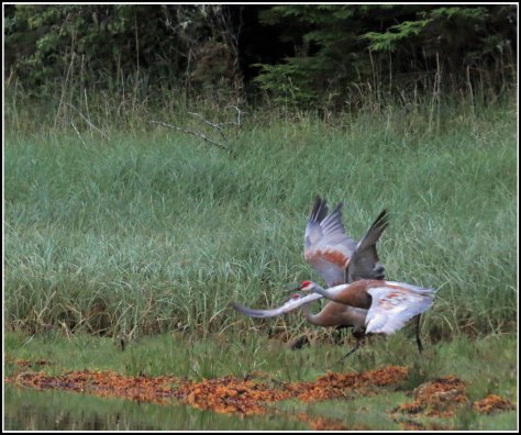 KakushdishSandhillsAug2018-IMG_0769_edited-1