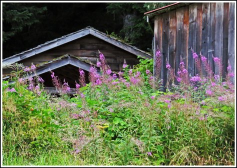 KakushdishWildflowersAug2018-IMG_0436_edited-1