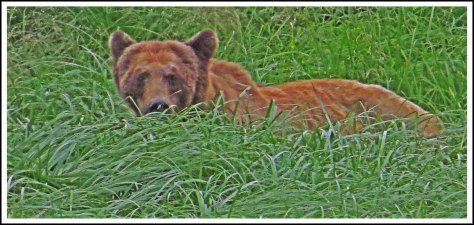 KhutzeBearJul2017-IMG_7005_edited-1