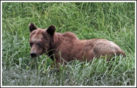 KhutzeBearJul2018-IMG_6960_edited-2