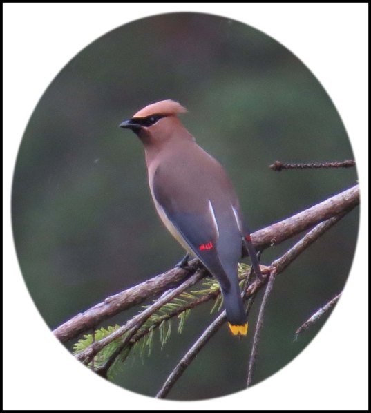KhutzeCedarWaxwingJul2018-4