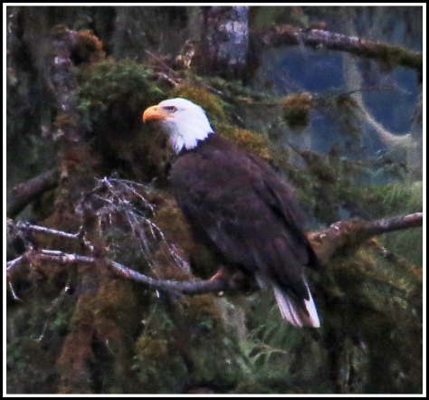 KhutzeEagleJul2018-IMG_6811_edited-1