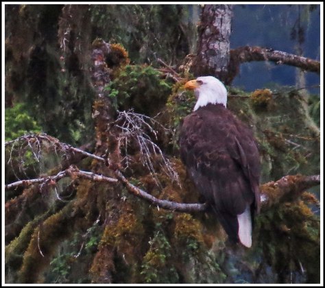 KhutzeEagleJul2018-IMG_6822_edited-1