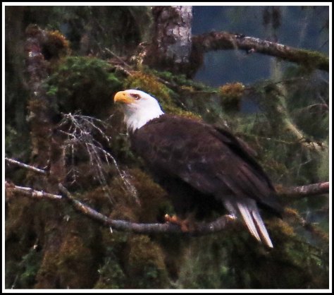 KhutzeEagleJul2018-IMG_6826_edited-1