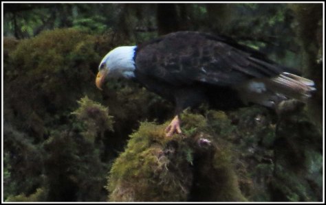 KhutzeEagleJul2018-IMG_6835_edited-1