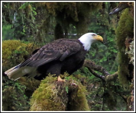 KhutzeEagleJul2018-IMG_6843_edited-1