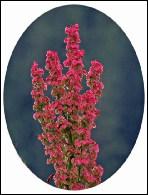 KhutzeFlowerJul2018-20