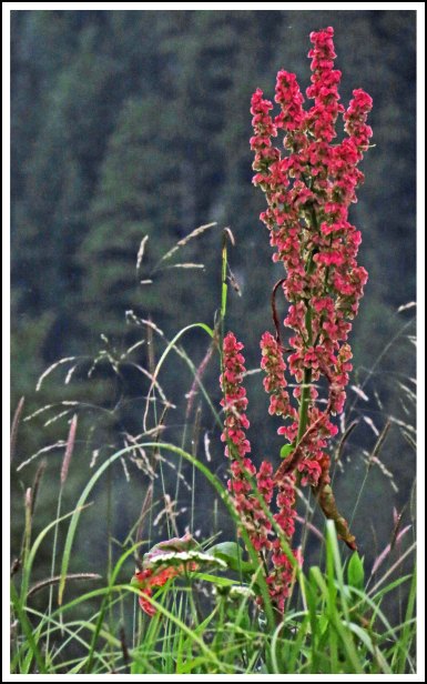 KhutzeFlowerJul2018-IMG_7460_edited-1