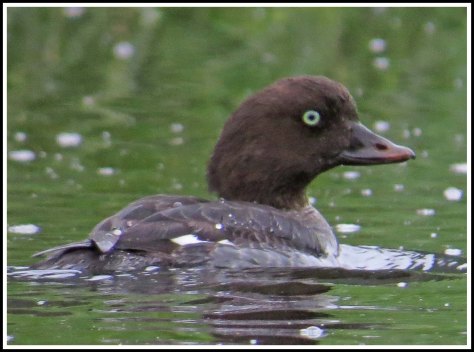 KhutzeGodleneyeJul2018-IMG_7332_edited-1