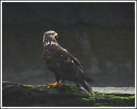 KhutzeGoldenEagleJul2018-IMG_7222_edited-1