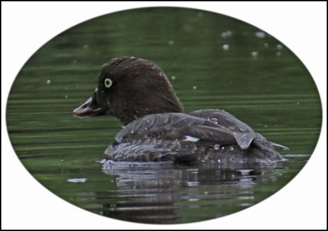 KhutzeGoldeneyeJul2018-6