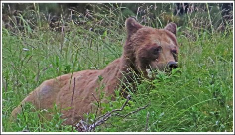 KhutzeGrizlyJul2018-IMG_7024_edited-1