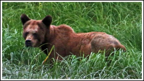 KhutzeGrizzlyJul2018-IMG_6958_edited-1