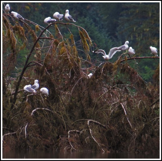 KhutzeSeagullsJul2018-IMG_6913_edited-1