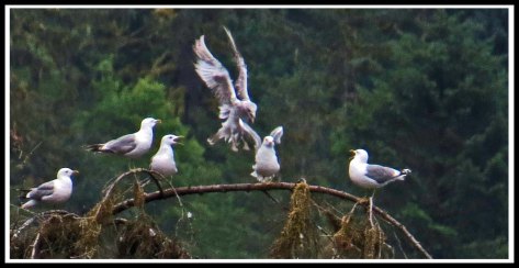 KhutzeSeagullsJul2018-IMG_6923_edited-1