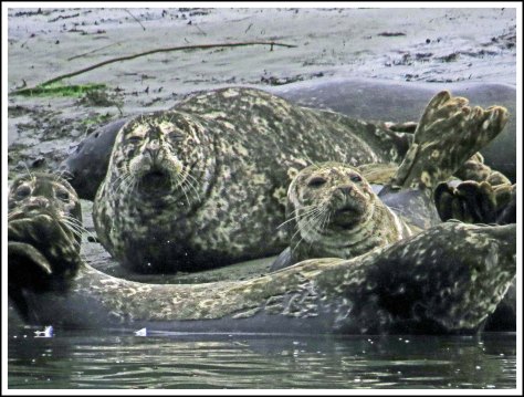 KhutzeSealJul2018-IMG_7279_edited-1