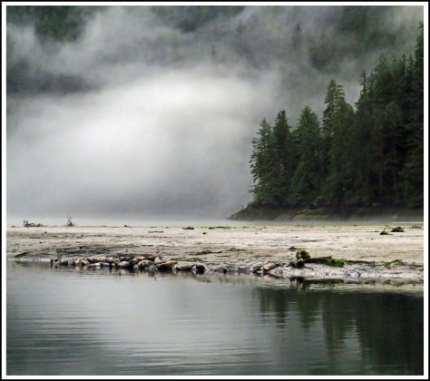 KhutzeSealsJul2018-IMG_7173_edited-1