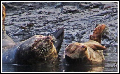 KhutzeSealsJul2018-IMG_7188_edited-1