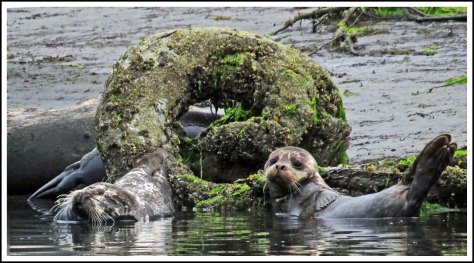 KhutzeSealsJul2018-IMG_7228_edited-1