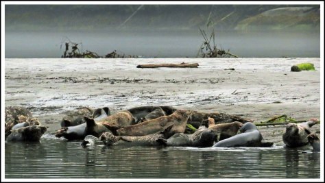 KhutzeSealsJul2018-IMG_7263_edited-1