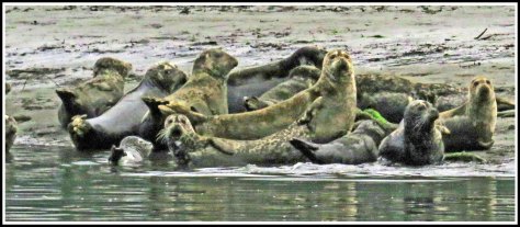 KhutzeSealsJul2018-IMG_7264_edited-1